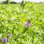 Cómo cultivar y aprovechar al máximo la alfalfa en tu jardín