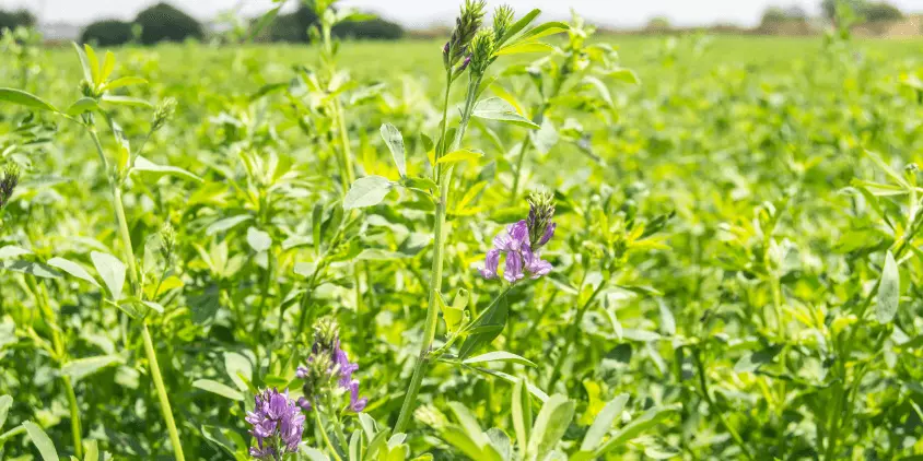 Cómo cultivar y aprovechar al máximo la alfalfa en tu jardín