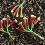 Cómo cultivar y aprovechar el árbol de clavo en casa