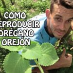 Cómo cultivar y aprovechar el Cuban Oregano en casa