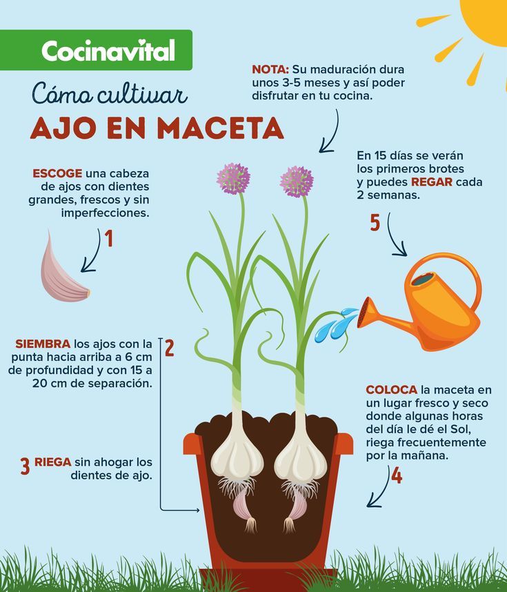 Cómo cultivar y cosechar brotes de ajo correctamente