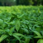 Cómo cultivar y cosechar molokhia, la espinaca egipcia
