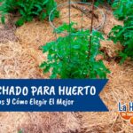 Cómo cultivar y cuidar ajugas para cubrir el suelo