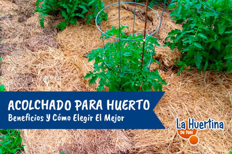 Cómo cultivar y cuidar ajugas para cubrir el suelo