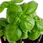 Cómo cultivar y cuidar albahaca Genovese dulce