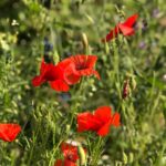 Cómo cultivar y cuidar amapolas de Gales en tu jardín