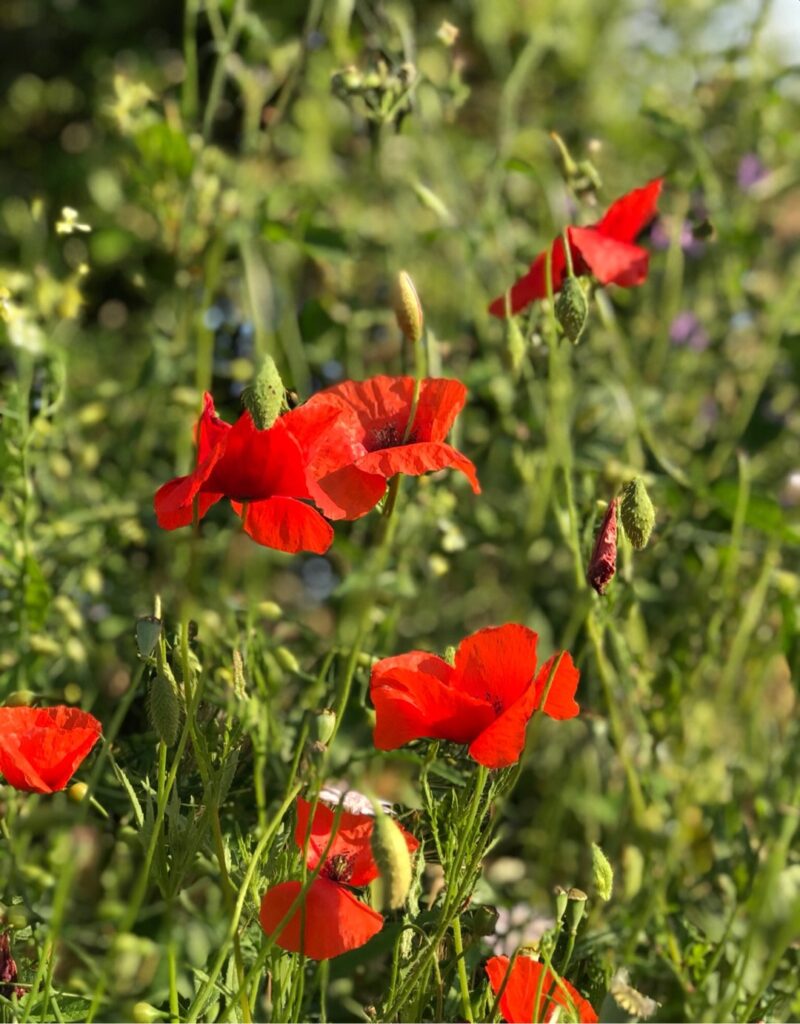 Cómo cultivar y cuidar amapolas de Gales en tu jardín