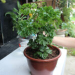 Cómo cultivar y cuidar Aralias en tu hogar o jardín