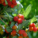 Cómo cultivar y cuidar el árbol del yangmei chino