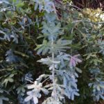 Cómo cultivar y cuidar el Bailey Acacia en tu jardín