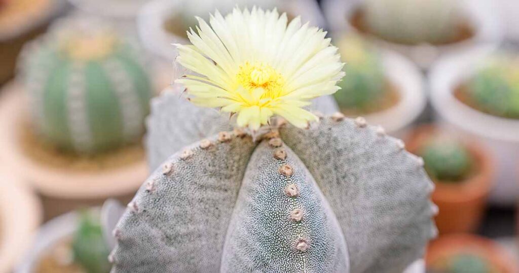 Cómo cultivar y cuidar el cactus Bishop’s Cap en casa