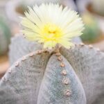 Cómo cultivar y cuidar el cactus Bishop’s Cap en casa