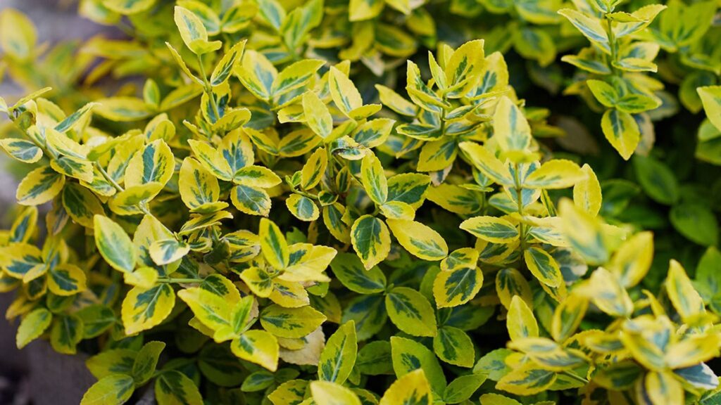 Cómo cultivar y cuidar Euonymus dorado en tu jardín