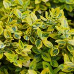 Cómo cultivar y cuidar Euonymus dorado en tu jardín