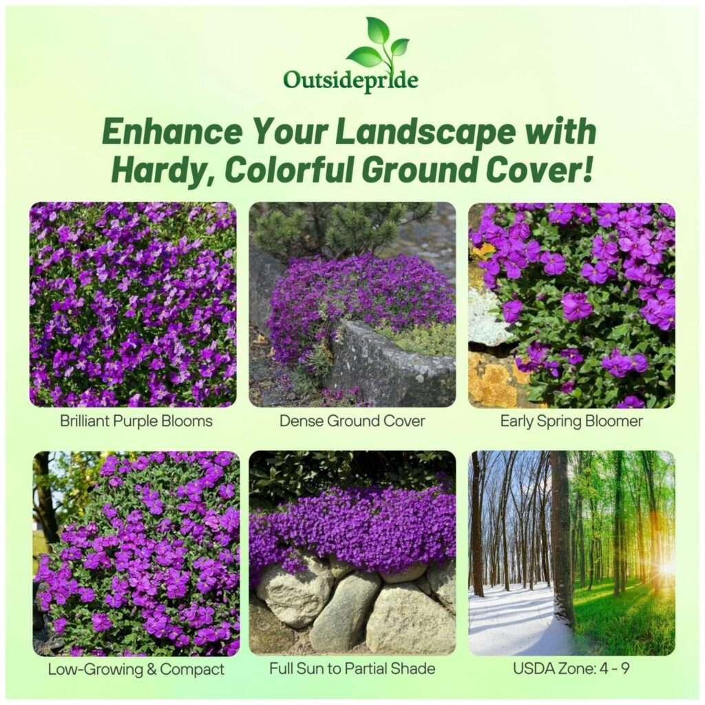 Cómo cultivar y cuidar la Aubrieta como planta de cobertura