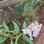 Cómo cultivar y cuidar la Chitalpa en tu jardín