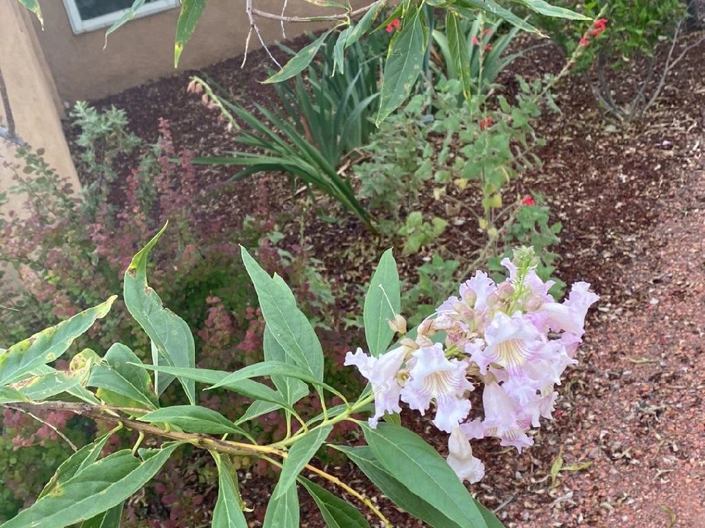 Cómo cultivar y cuidar la Chitalpa en tu jardín