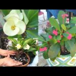 Cómo cultivar y cuidar la Corona de Rey en pendientes