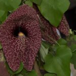 Cómo cultivar y cuidar la Dutchman’s Pipe correctamente