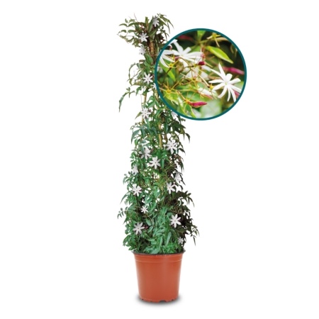 Cómo cultivar y cuidar la Enredadera Estrella de la India