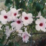 Cómo cultivar y cuidar la enredadera Pandorea Vine en casa