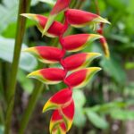 Cómo cultivar y cuidar la exótica Heliconia Lobster Claw