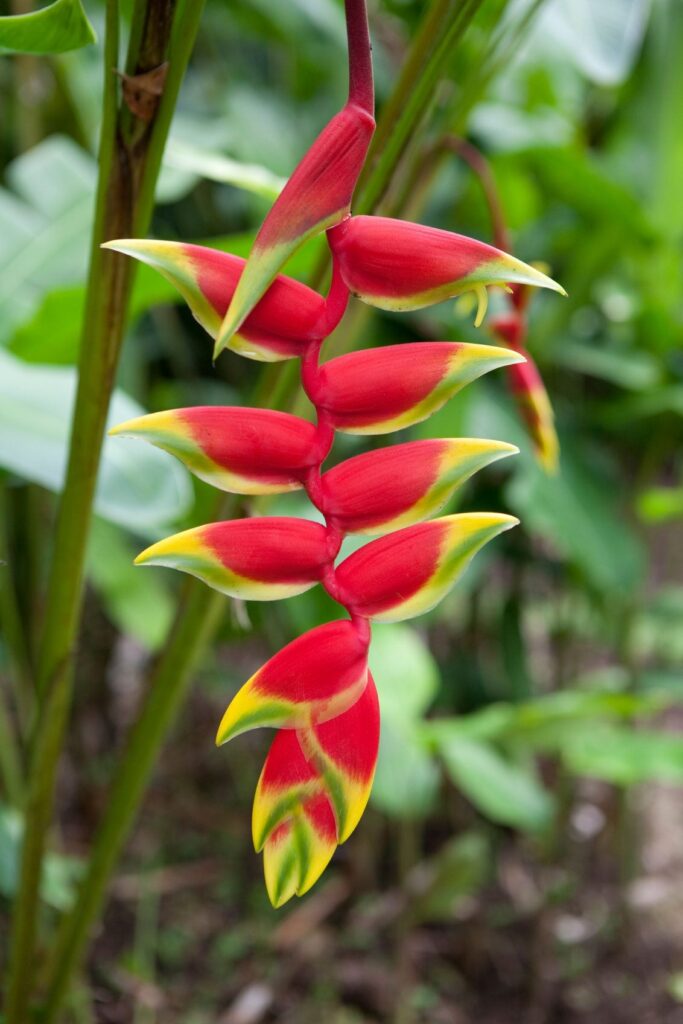 Cómo cultivar y cuidar la exótica Heliconia Lobster Claw