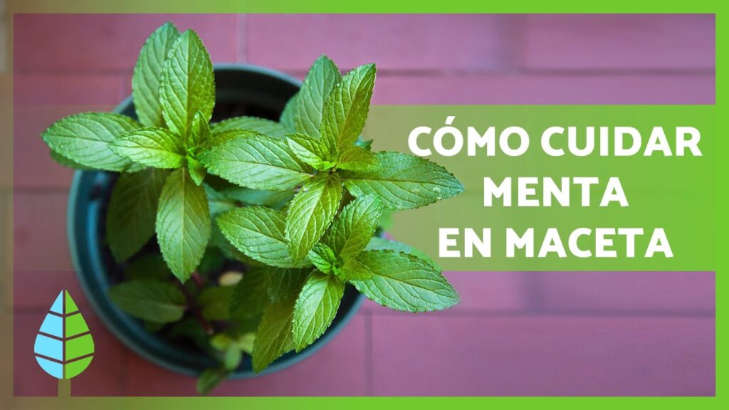 Cómo cultivar y cuidar la menta de manzana en casa