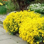 Cómo cultivar y cuidar la planta Alyssum ‘Basket of Gold’