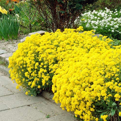 Cómo cultivar y cuidar la planta Alyssum ‘Basket of Gold’