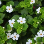 Cómo cultivar y cuidar la planta de Bacopa en tu jardín
