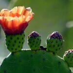 Cómo cultivar y cuidar la planta de Barbary Fig (Opuntia)