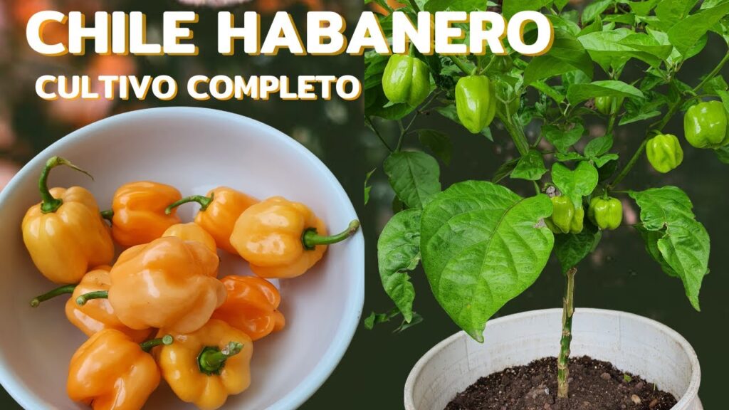 Cómo cultivar y cuidar la planta de habanero en casa