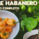 Cómo cultivar y cuidar la planta de habanero en casa