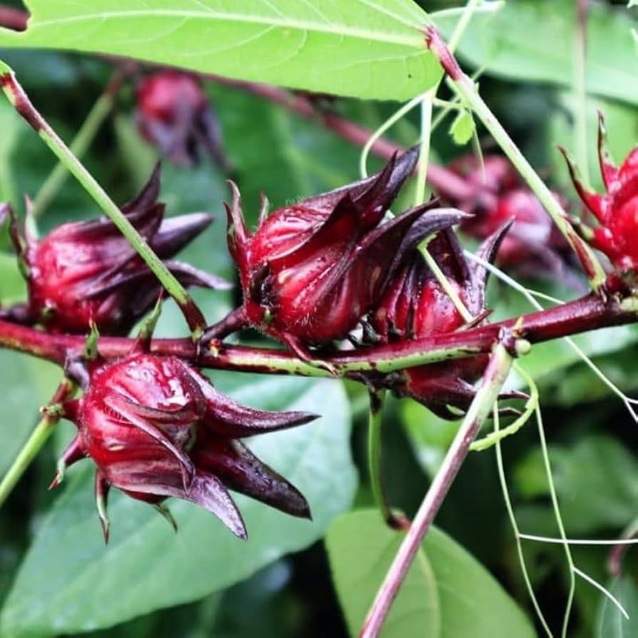 Cómo cultivar y cuidar la planta de Roselle en el jardín