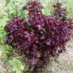 Cómo cultivar y cuidar la planta de Shiso Japonés