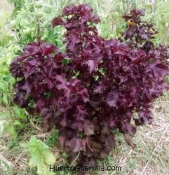 Cómo cultivar y cuidar la planta de Shiso Japonés