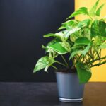 Cómo cultivar y cuidar la planta verde y dorada en tu hogar
