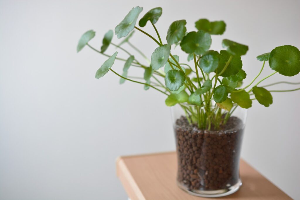 Cómo cultivar y cuidar la planta Whorled Pennywort en casa