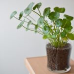 Cómo cultivar y cuidar la planta Whorled Pennywort en casa