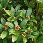 Cómo cultivar y cuidar la Skimmia japonesa en tu jardín