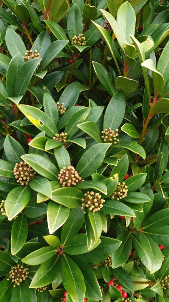 Cómo cultivar y cuidar la Skimmia japonesa en tu jardín