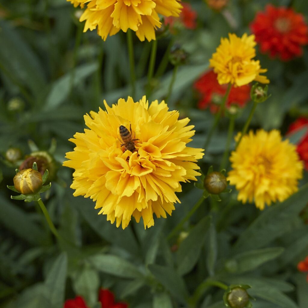 Cómo cultivar y cuidar las coryopsis (tickseed) en tu jardín