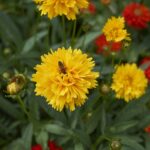 Cómo cultivar y cuidar las coryopsis (tickseed) en tu jardín