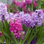 Cómo cultivar y cuidar las Desert Hyacinth en tu hogar