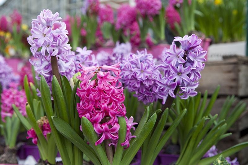 Cómo cultivar y cuidar las Desert Hyacinth en tu hogar