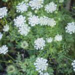 Cómo cultivar y cuidar las flores de encaje de la Reina Ana