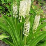 Cómo cultivar y cuidar las lilias piña en tu jardín