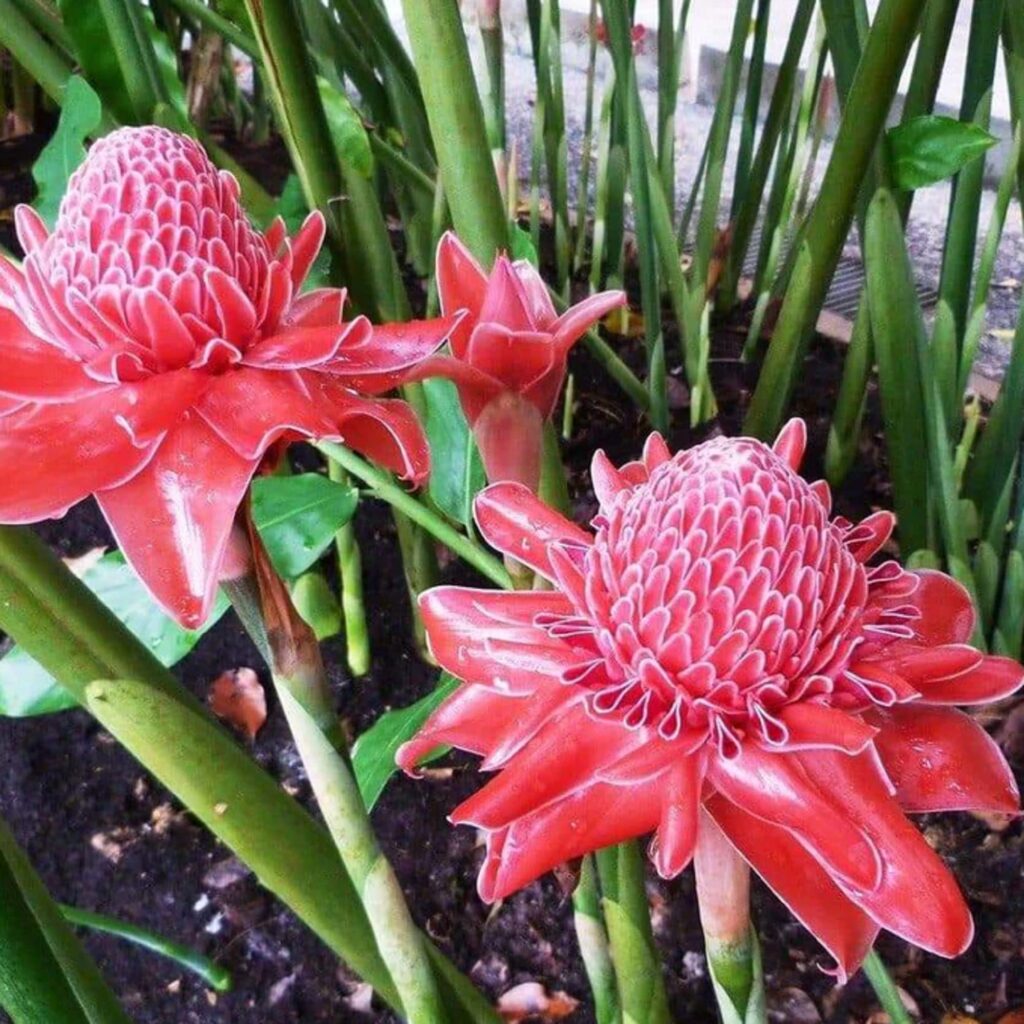 Cómo cultivar y cuidar las lirios de antorcha ginger