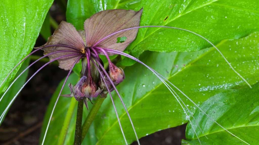 Cómo cultivar y cuidar las plantas de rostro de murciélago